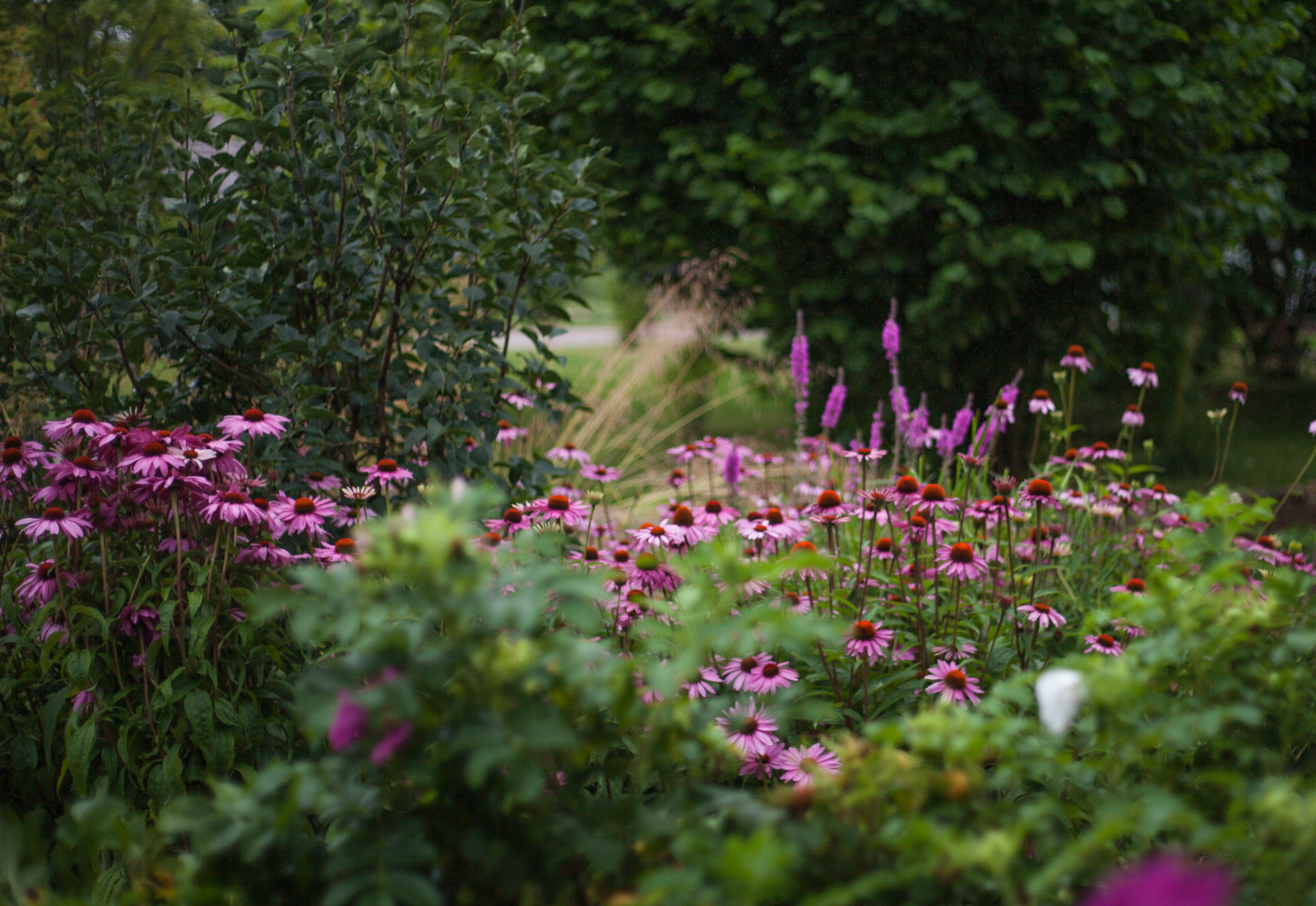 Обитель ветров, сад в Тверской области