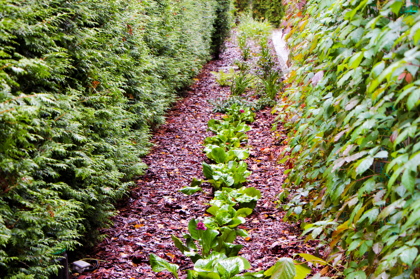 Королев, 2013-2016 гг.