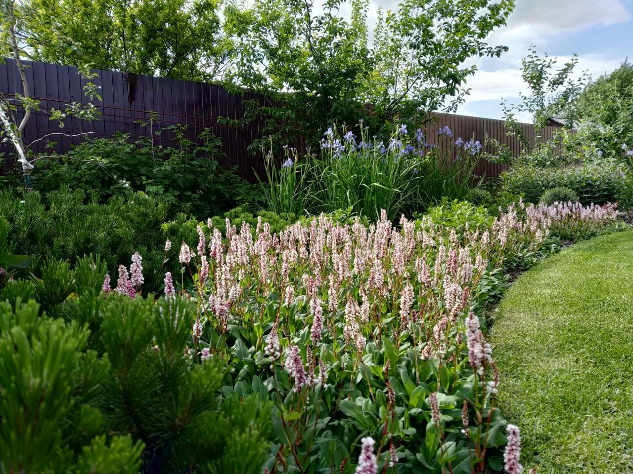 Сад в розовой дымке