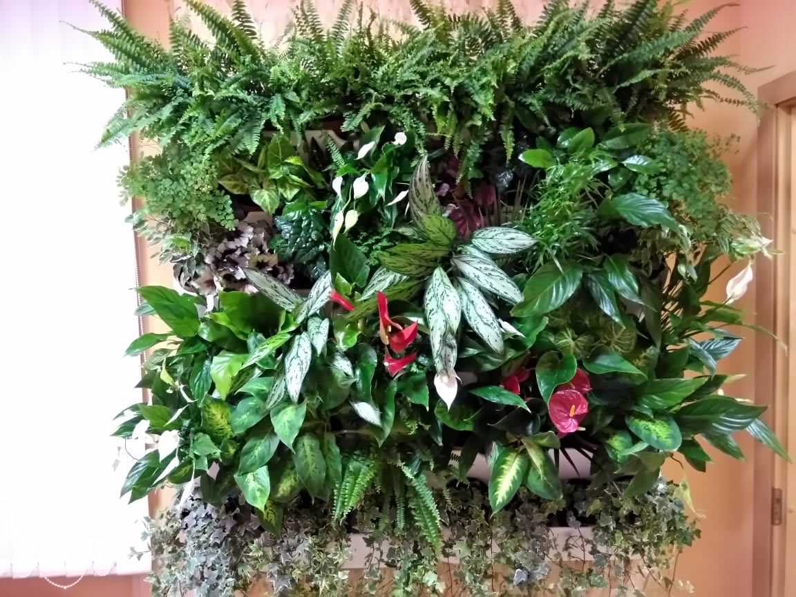 Вертикальное озеленение пространства. Фитомодули. Фитокартины. Фитоосвещение.