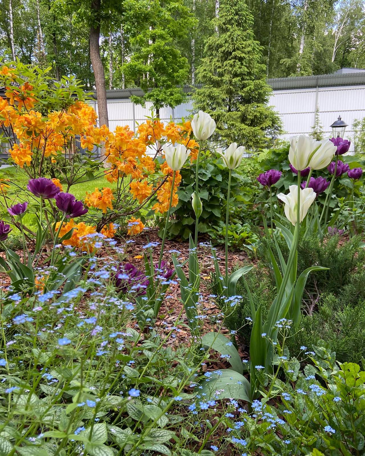 Обложка проекта: Теневой сад