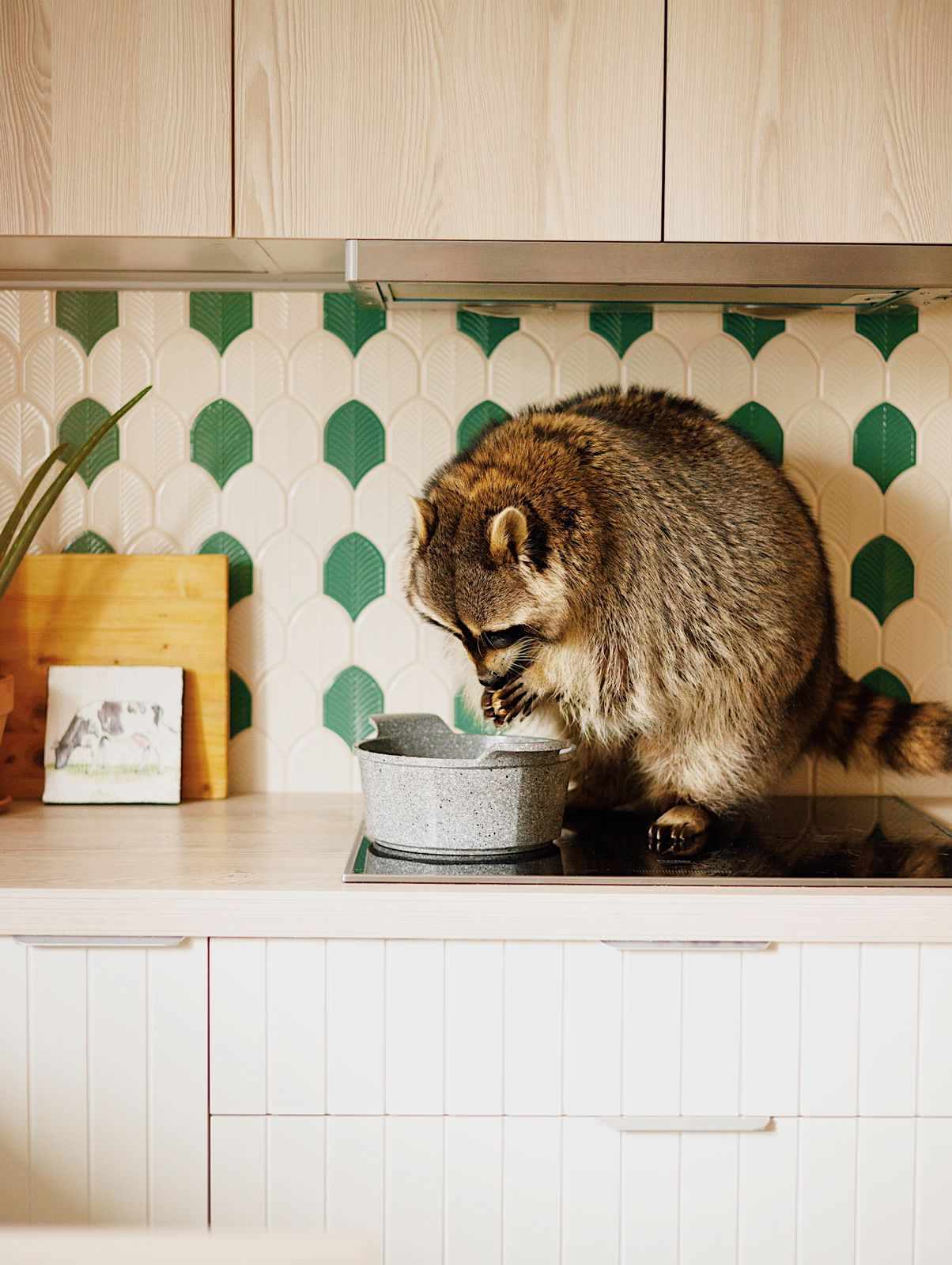 Обложка проекта: Фартук латы для известного Енота Темы