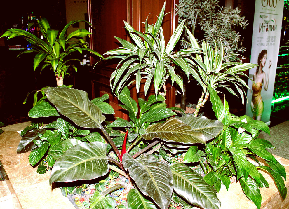 Корстон Казань