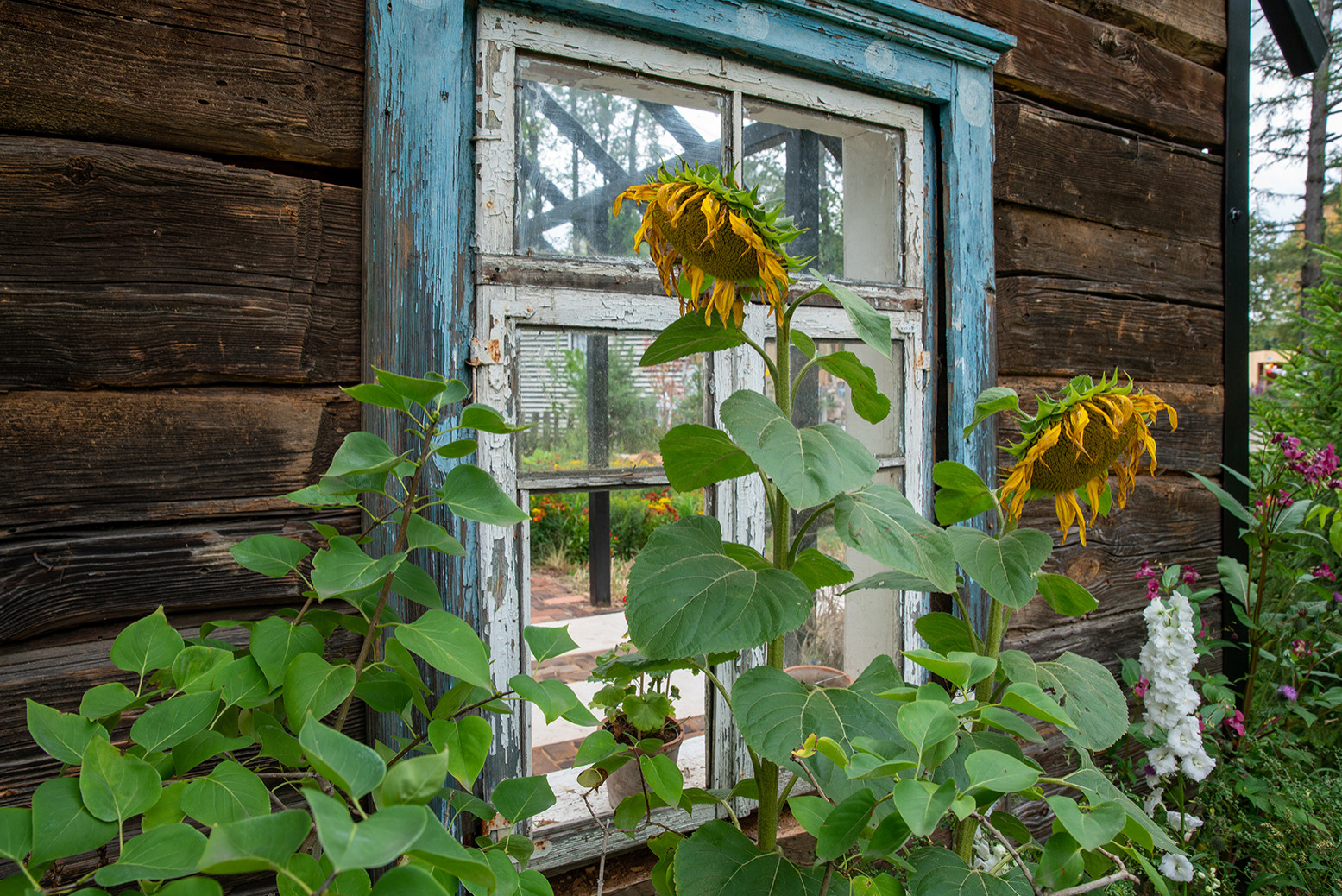 Фотосъемка  "САДЫ и  ЛЮДИ2019"   -  Сад Наследие . ГРАН-ПРИ