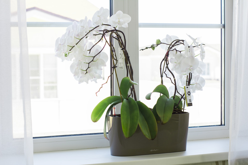 Флора Европа