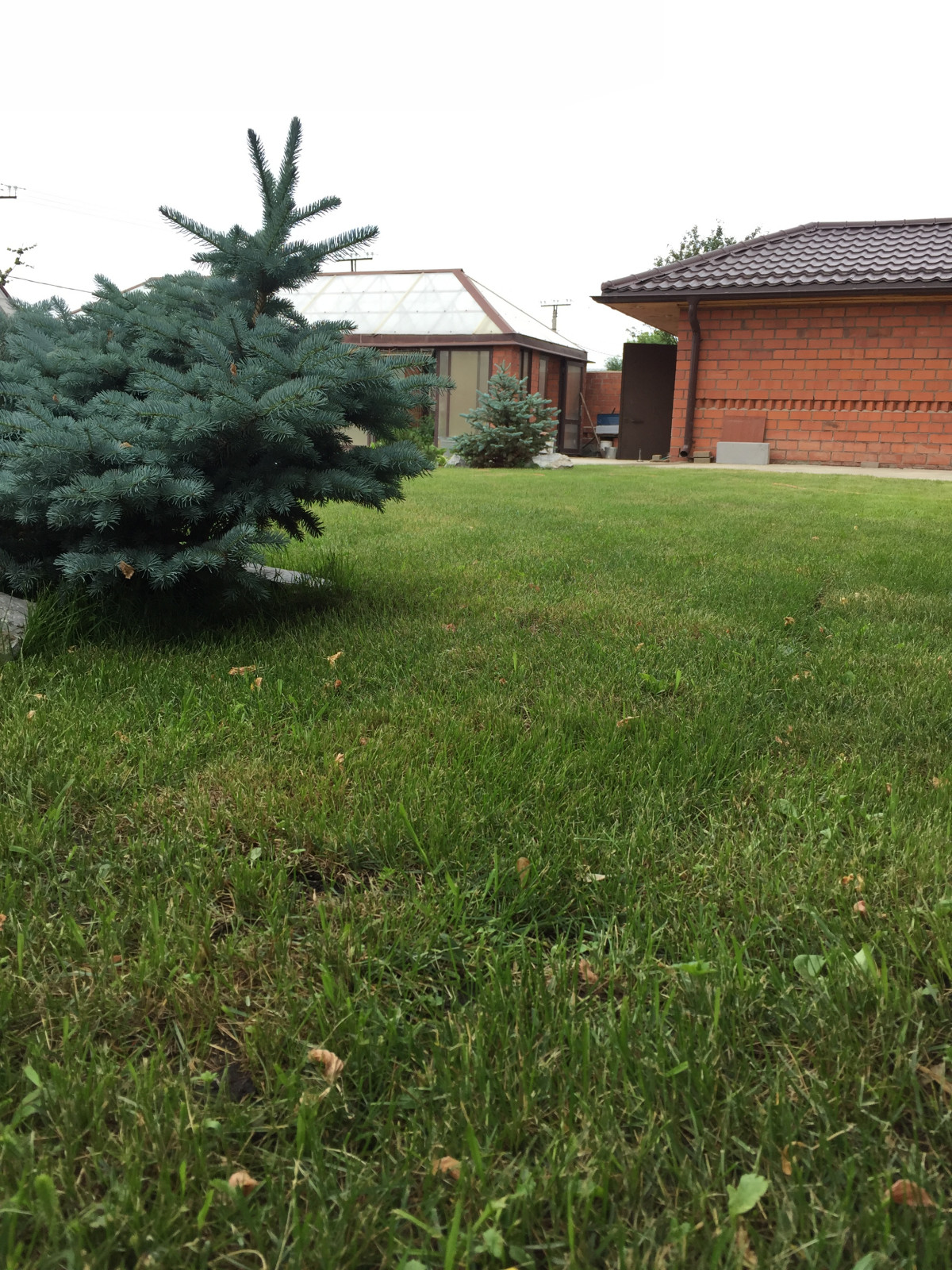 Укладка лугового газона