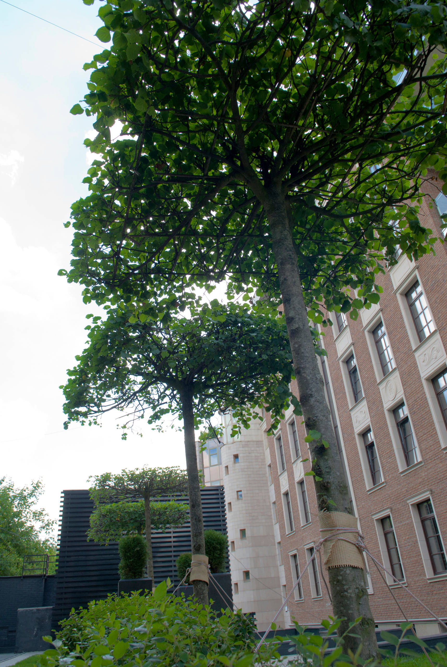 Ледниковый период: Как уберечь растения зимой