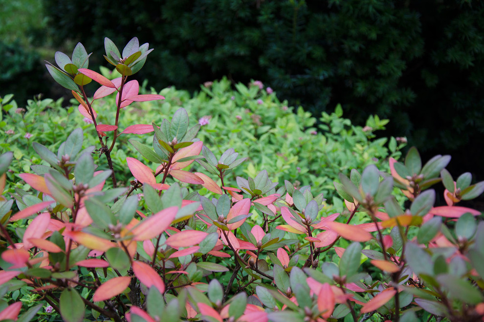 Ландшафтный сад КП "Новоглаголево", Киевское шоссе