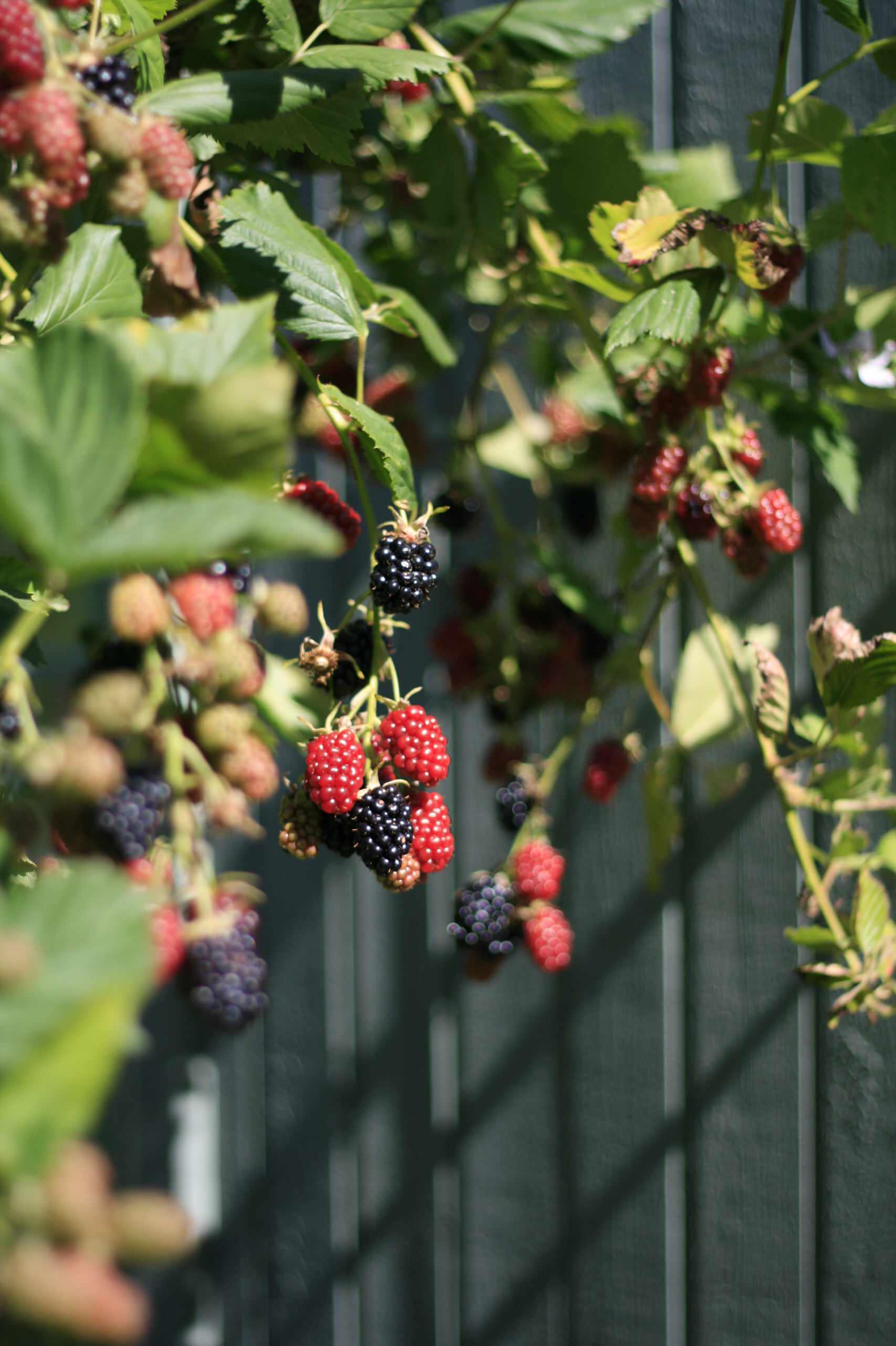 Мир дизайна: 10 огородников-любителей показывают урожай со своих грядок