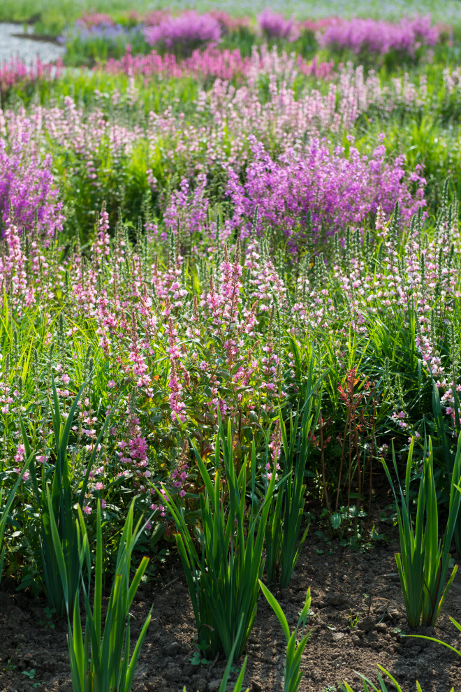 Многолетники