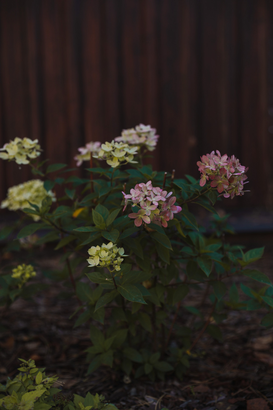 Участок 4 сотки, благоустройство и ландшафт