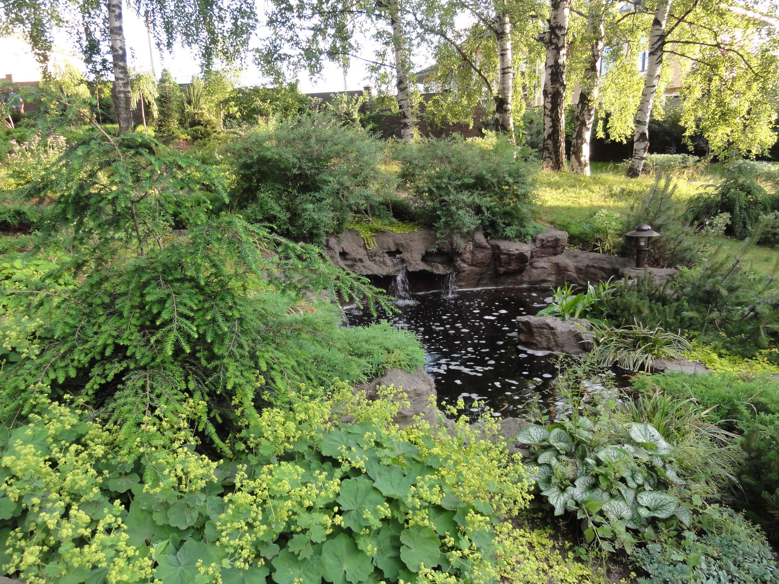 Обложка проекта: березовая роща