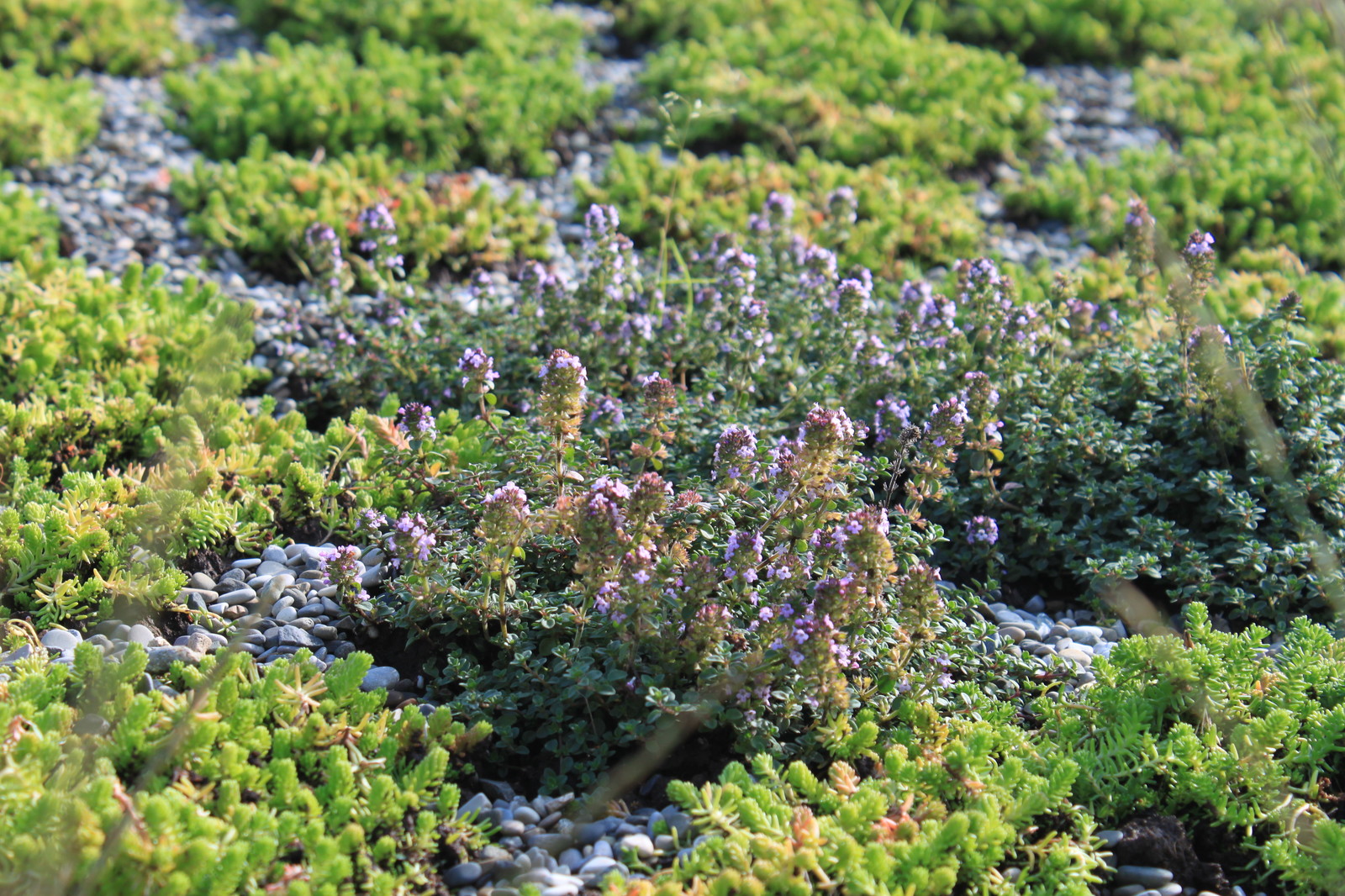 Обложка проекта: Выставочный Сад "Шалаш с зеленой крышей". Фестиваль "Сады и люди 2016"