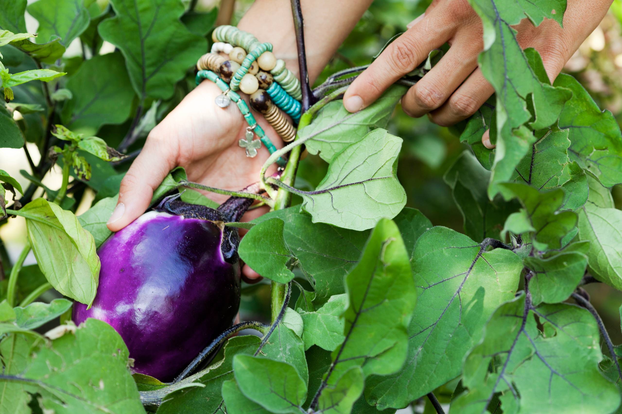 Мир дизайна: 10 огородников-любителей показывают урожай со своих грядок