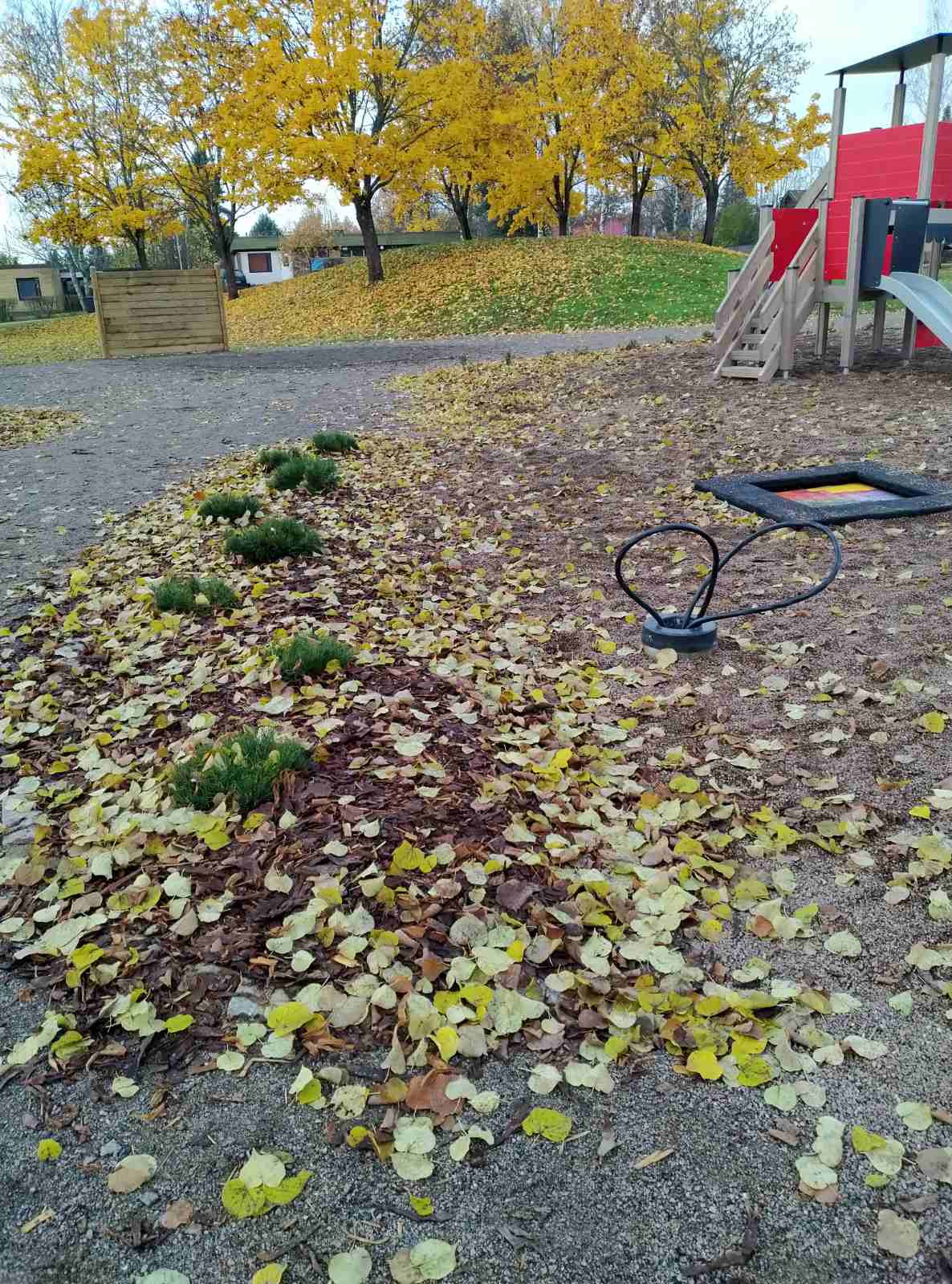 Озеленение придомовых территорий 2020