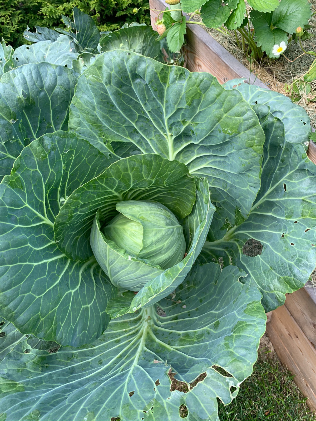 Обложка проекта: КП Европа. Реализация проекта