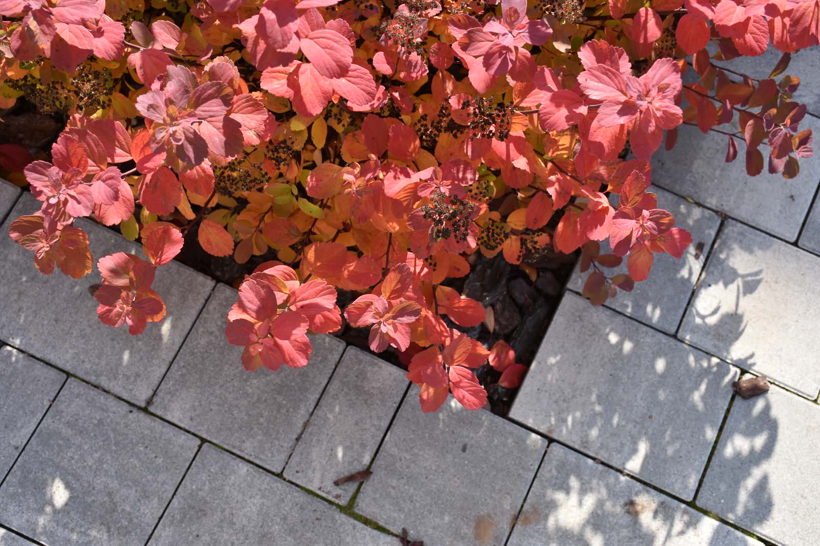 Игра в геометрию