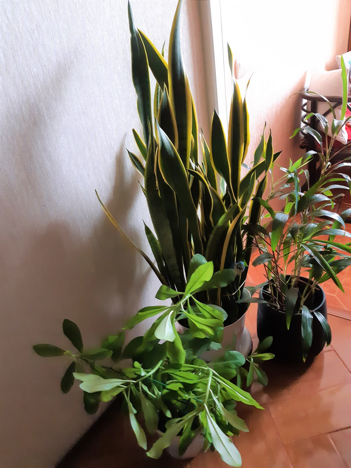 Обложка проекта: Озеленение интерьера