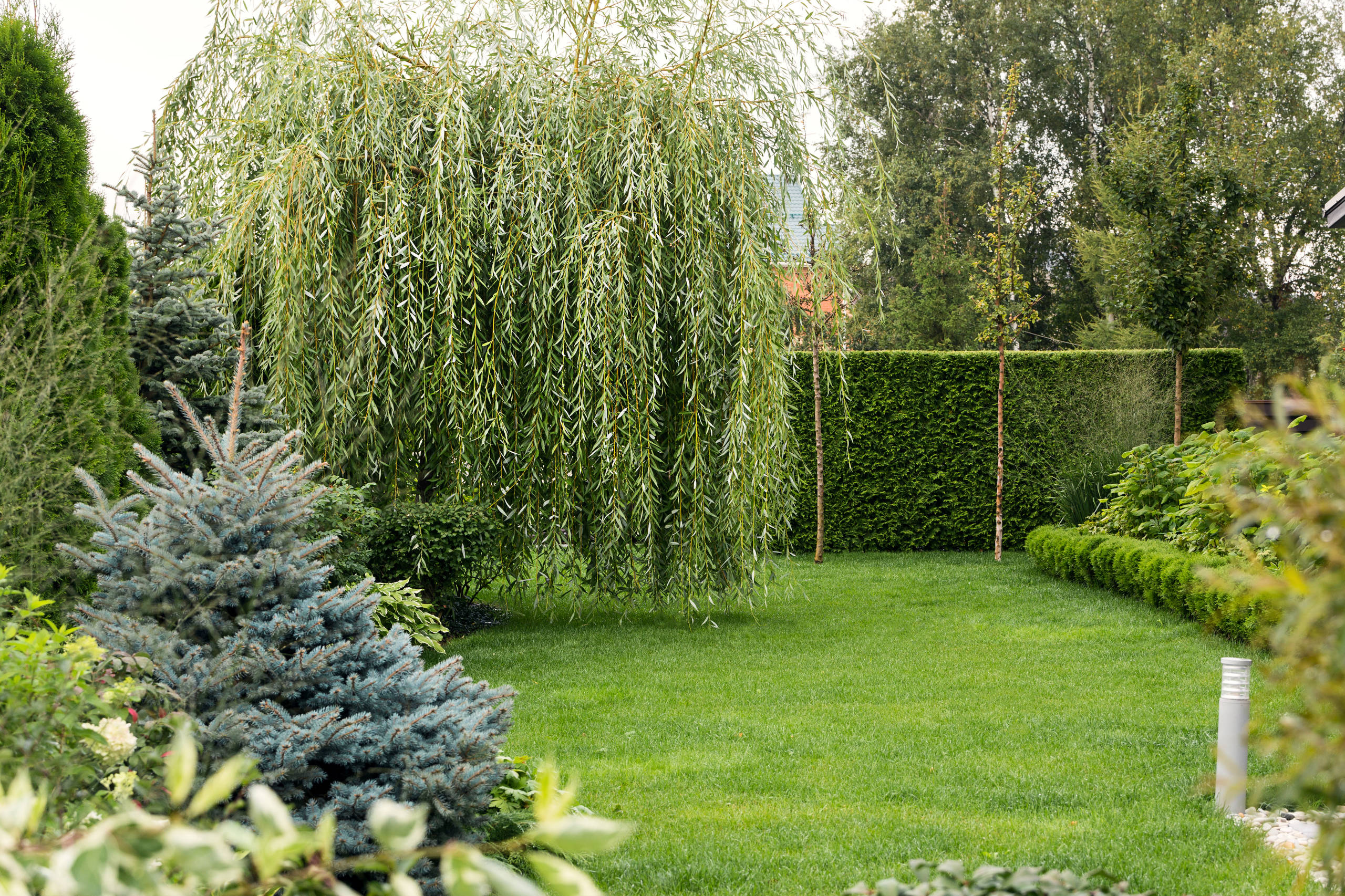 Живая изгородь: 7 насущных вопросов