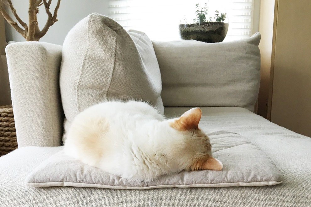 Кот в доме: Что делать, если начались проблемы