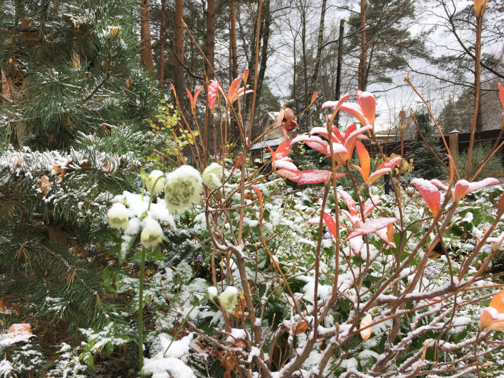 Белкин Сад. Предзимье 2019