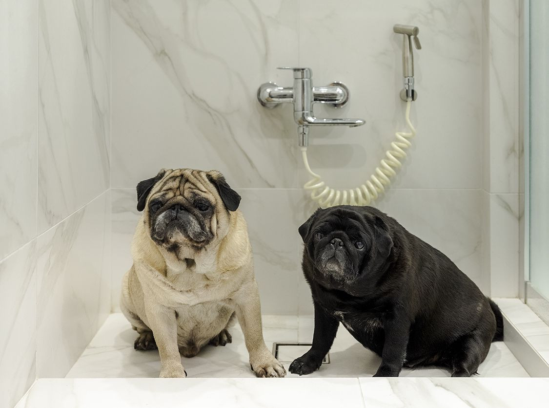 В гостях: Съемная квартира, которую выкупил арендатор