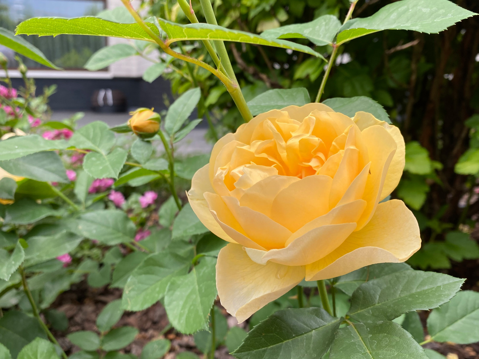 КП Пестово "Evergreen'