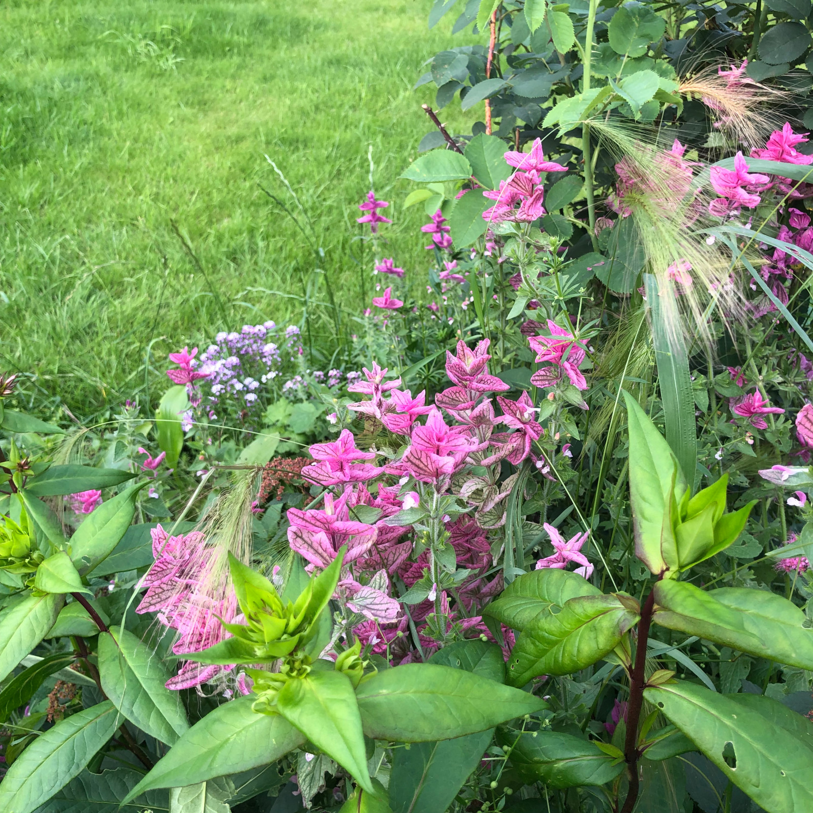 Монохромный розовый цветник