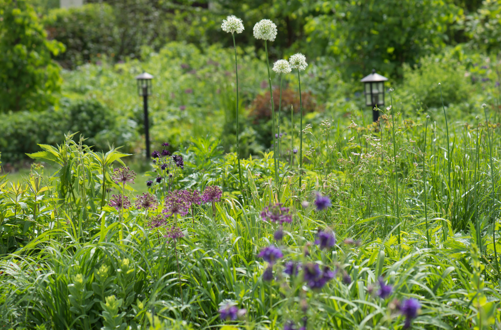 Большой сад в пригороде