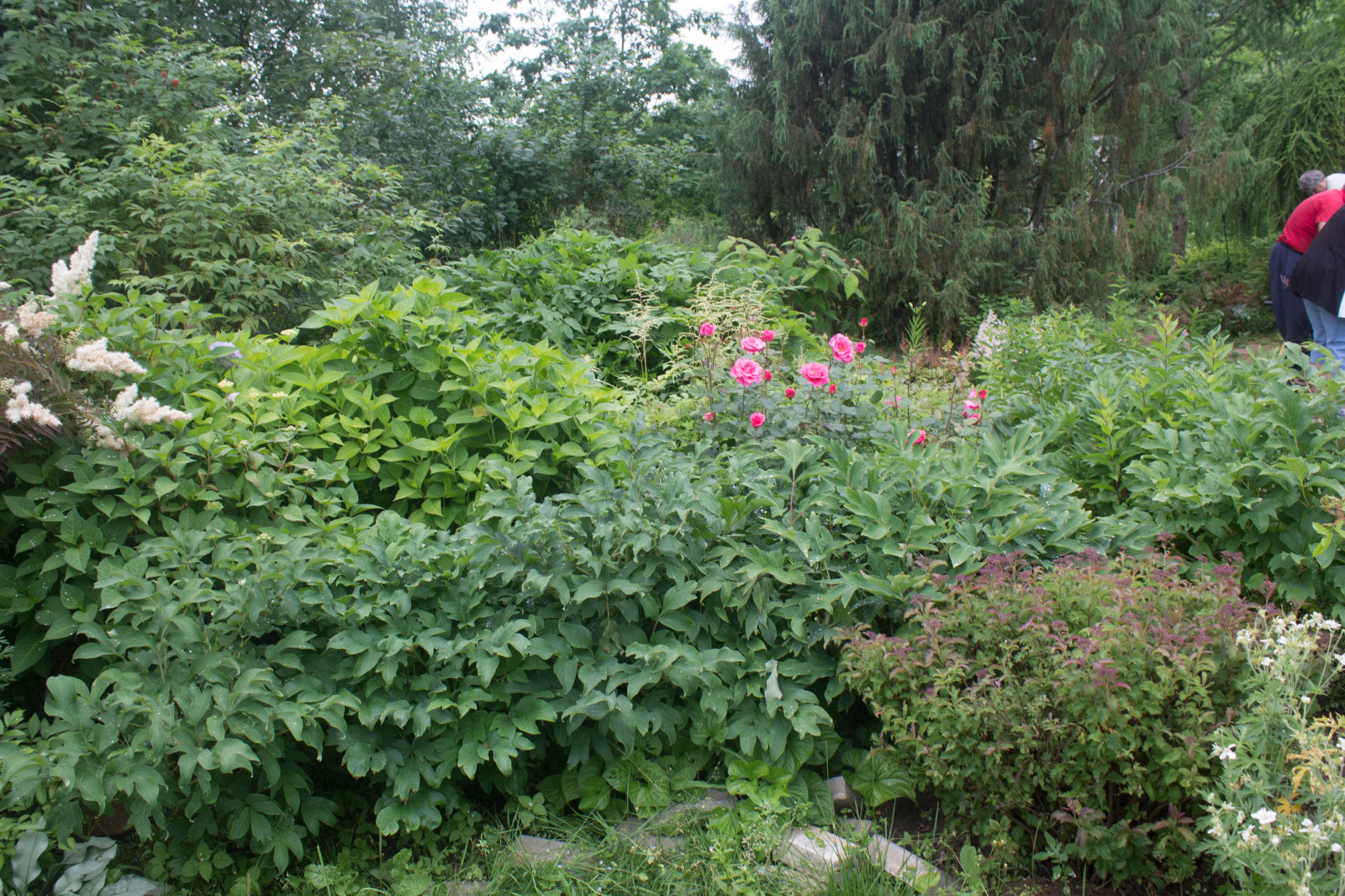 Сад  «Моя цветущая планета».
