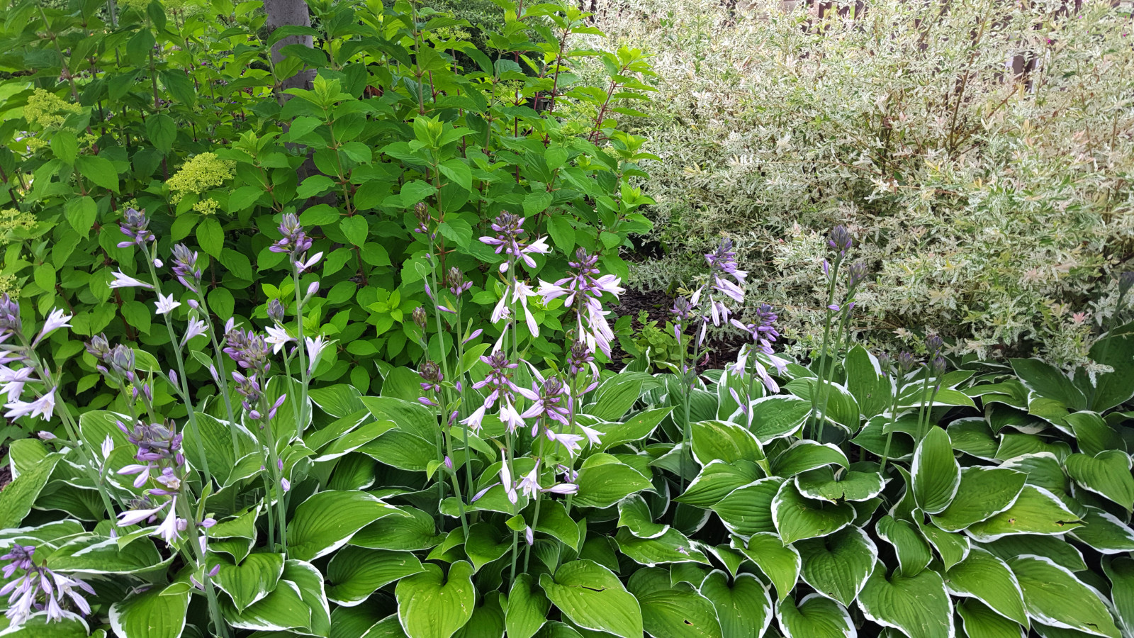 Цветники и композиции крупным планом