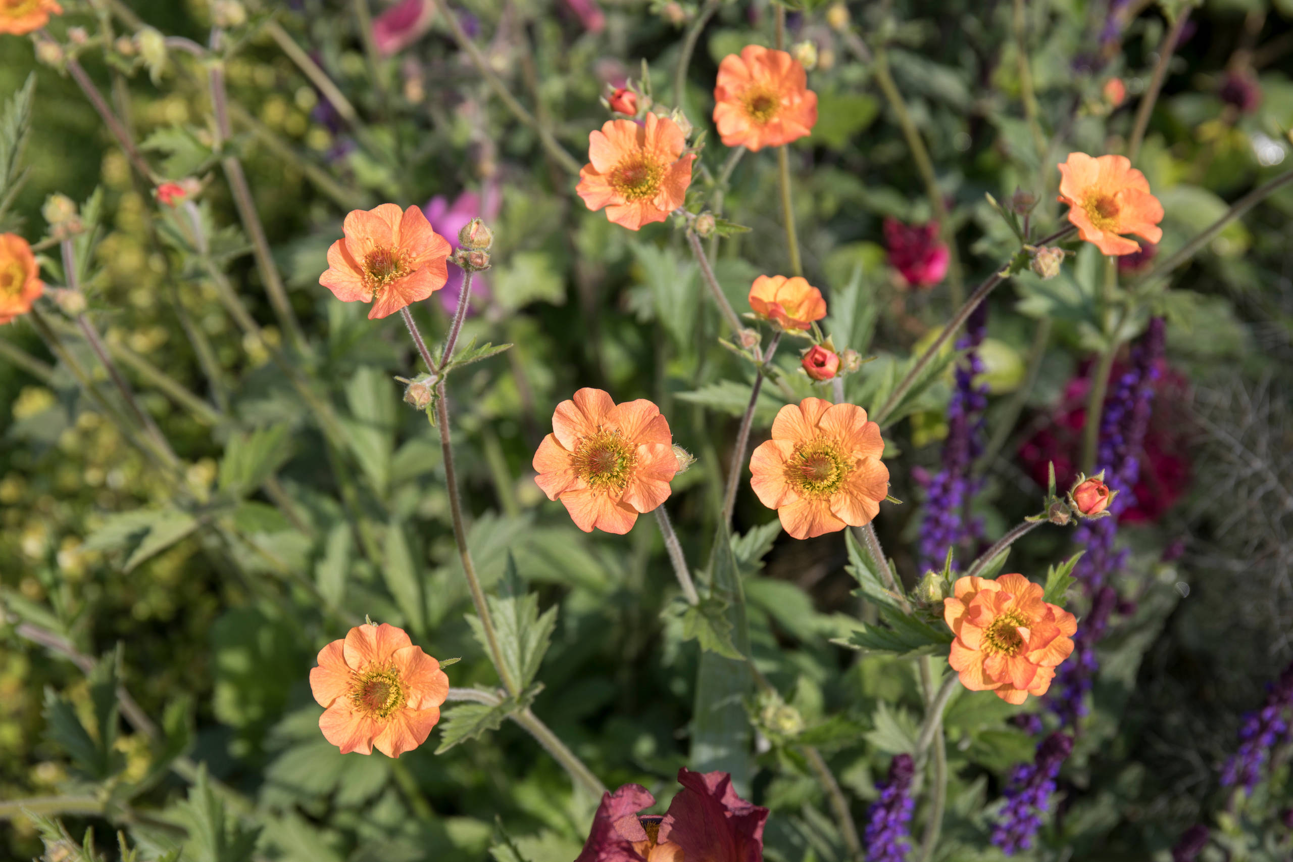Уроки Chelsea Flower Show: Модные растения 2018 года