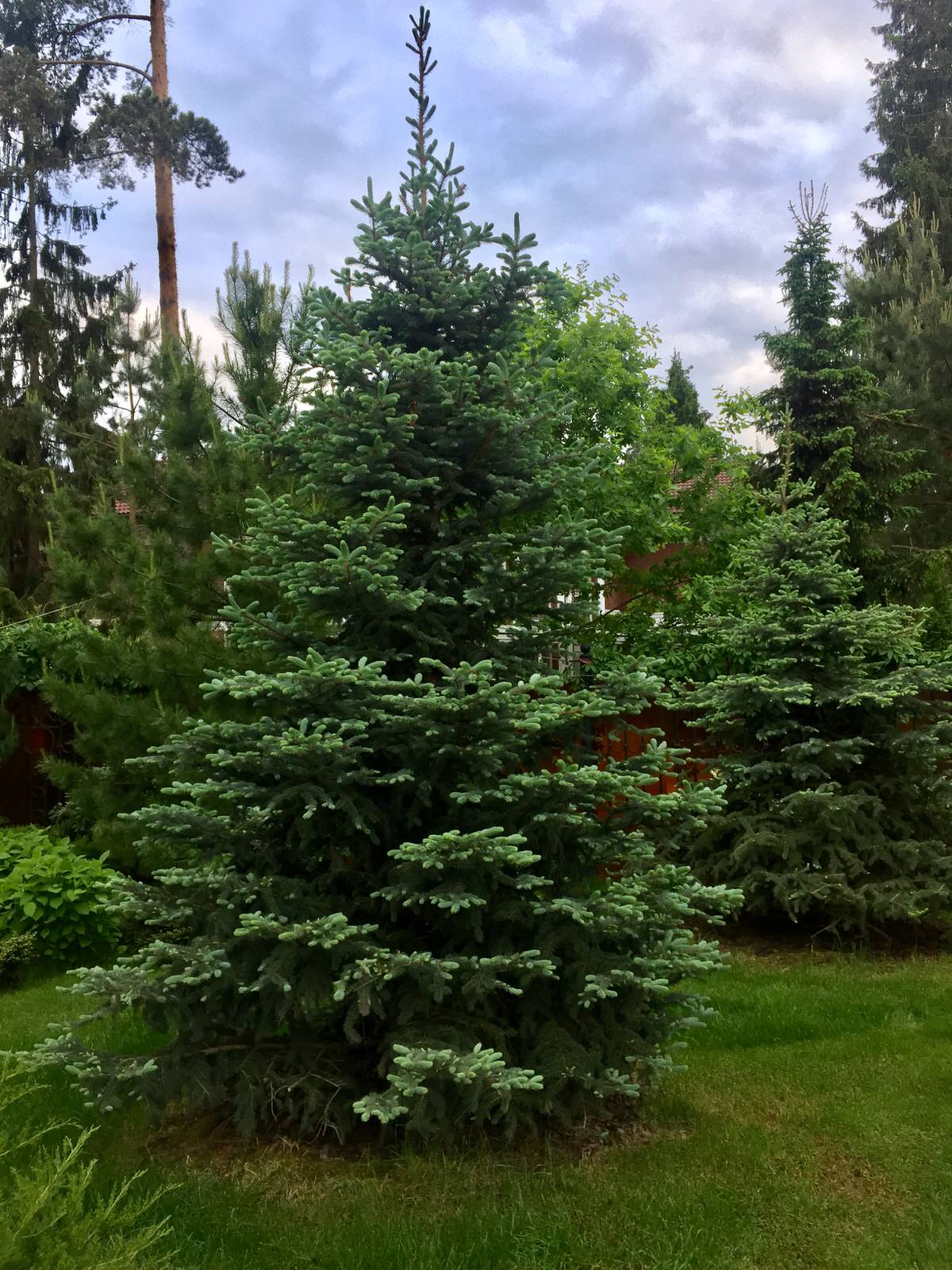 Сосновый Бор 2017-2019