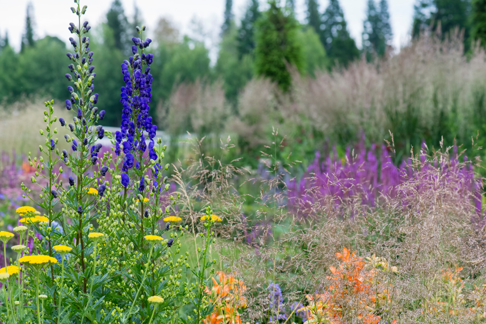 Многолетники