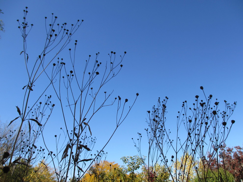 Houzz call: Покажите нам золотую осень, которую вы видите из окна