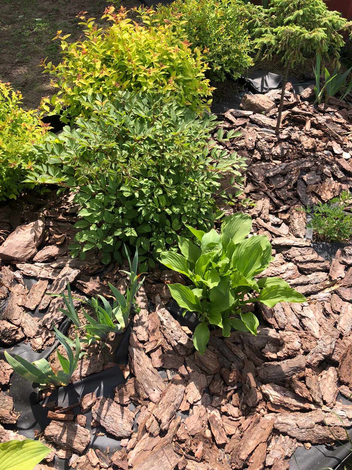 Обложка проекта: Проектирование цветников 2018-2020