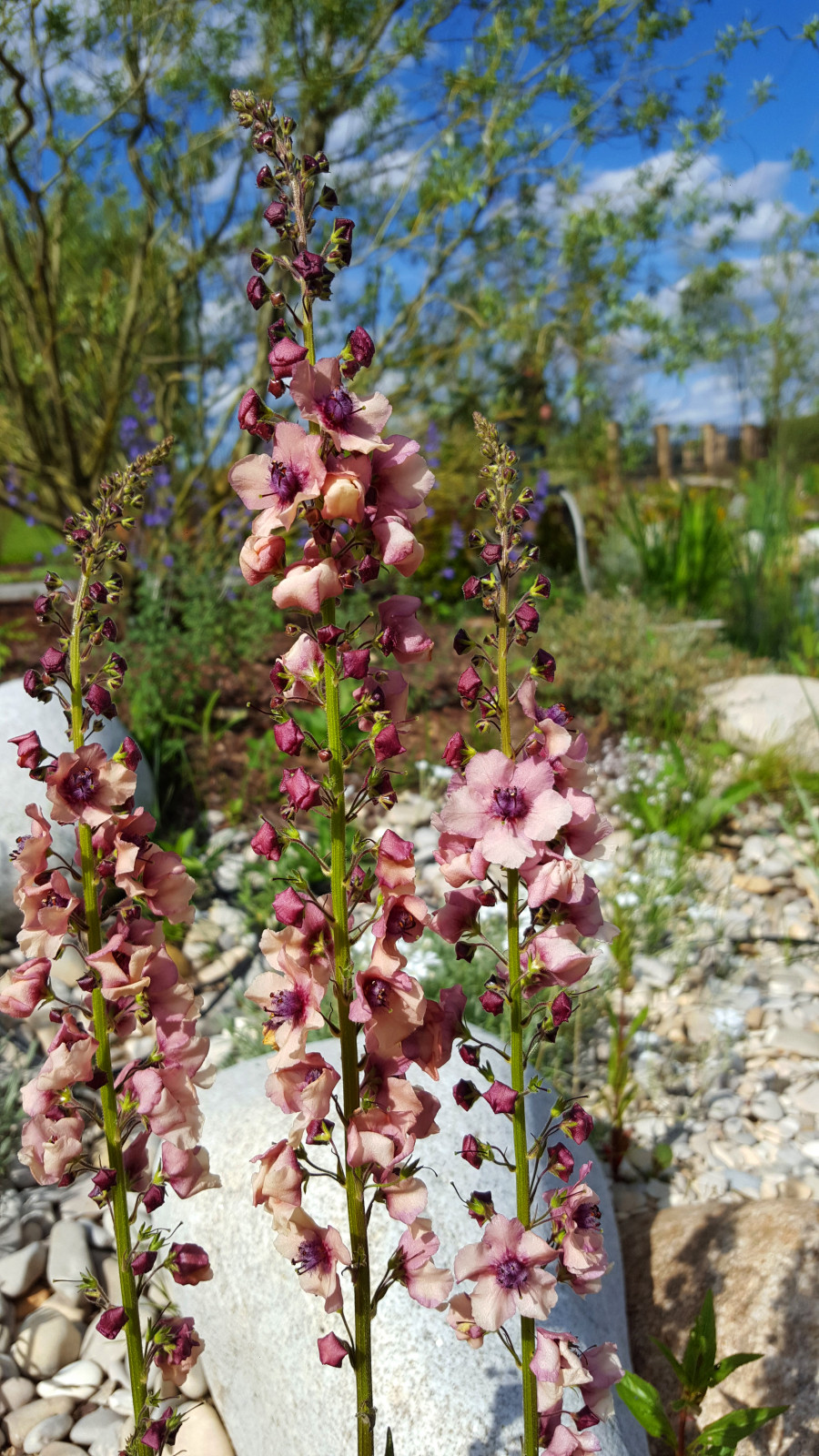 Цветники и композиции крупным планом