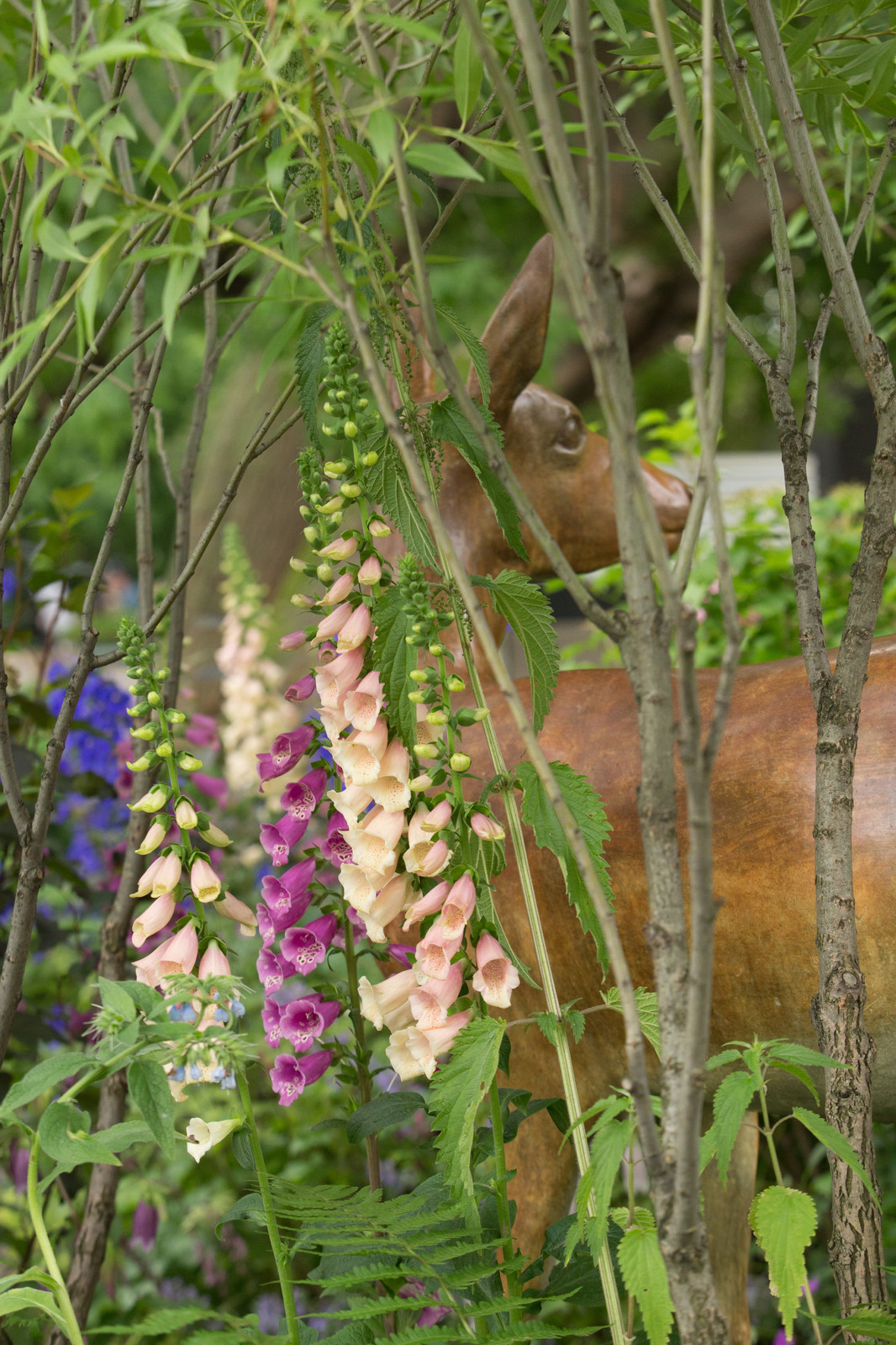 Фотосъёмка сада   Mark  Eveleigh(+Gigi Cameron) на   MoscowFlowerShow2017