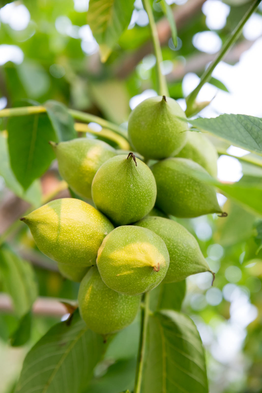 Портреты растений