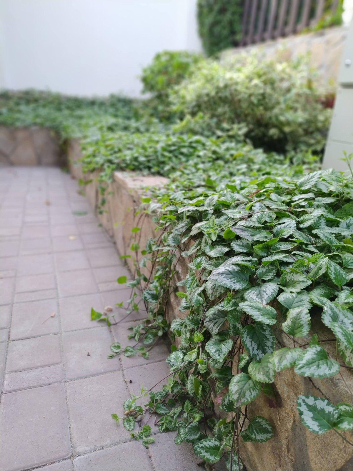 Токарево15 соток,