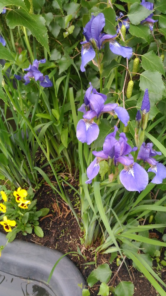 Серия "Любимый дом" Вид из окна