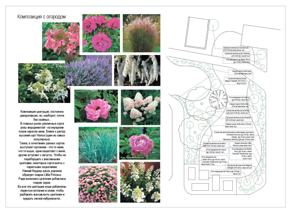 Дендрологический план. Фрагмент.