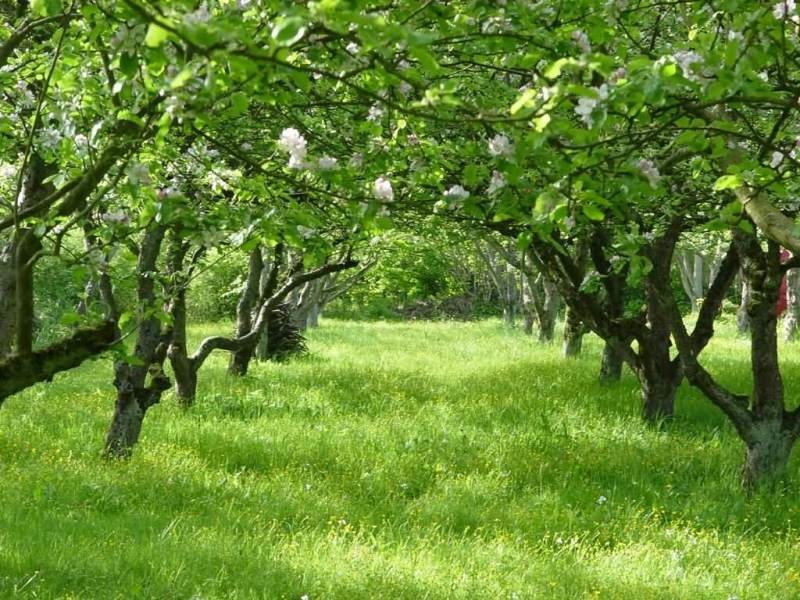 Плодово-ягодный сад: Как выиграть битву за красоту и собрать урожай