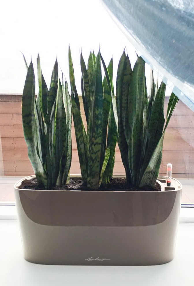 Озеленение частных квартир