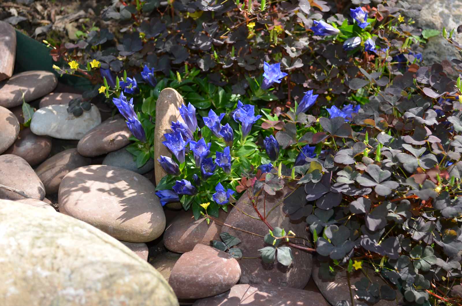 Китайский сад в Потапово.