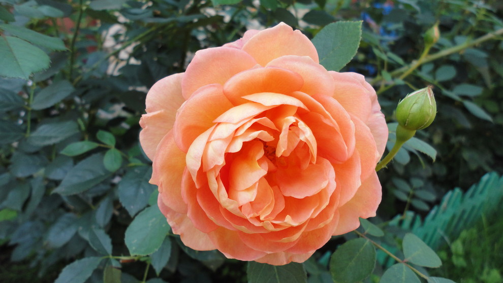 Сорт роз Д.Остина