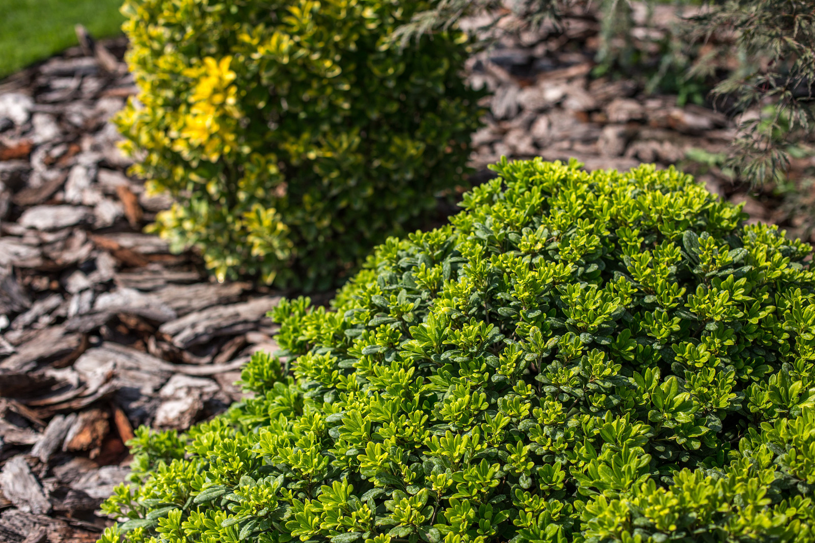 Ландшафтный Дизайн Олимпийский Сочи