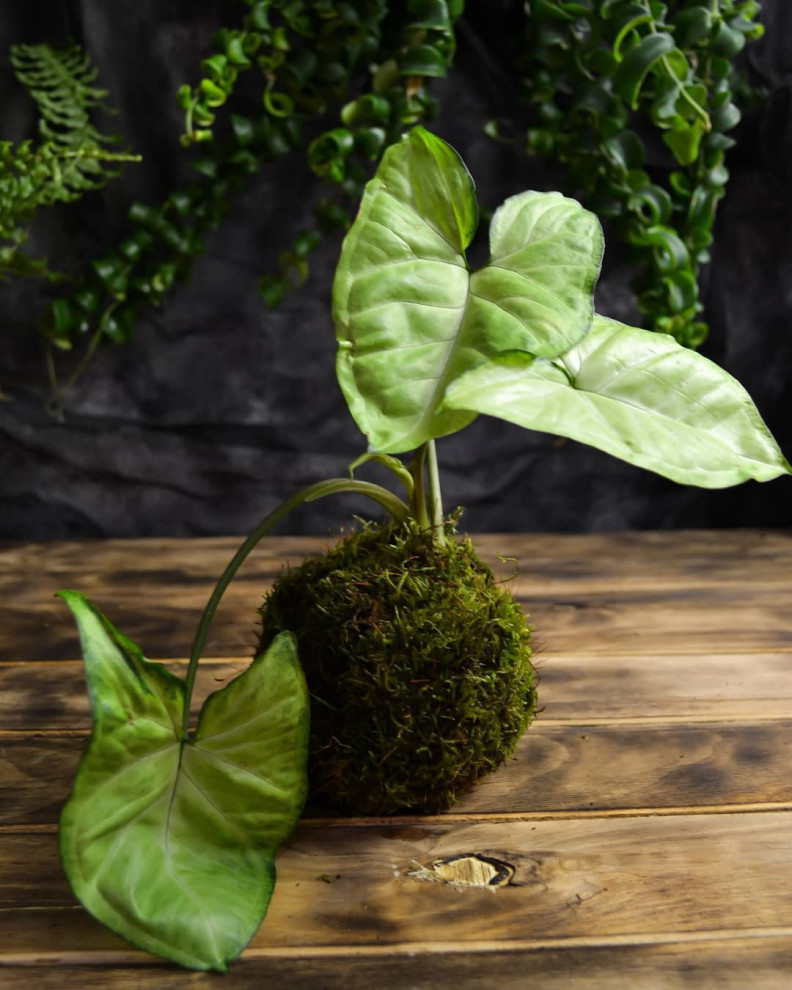 Обложка проекта: Кокедама