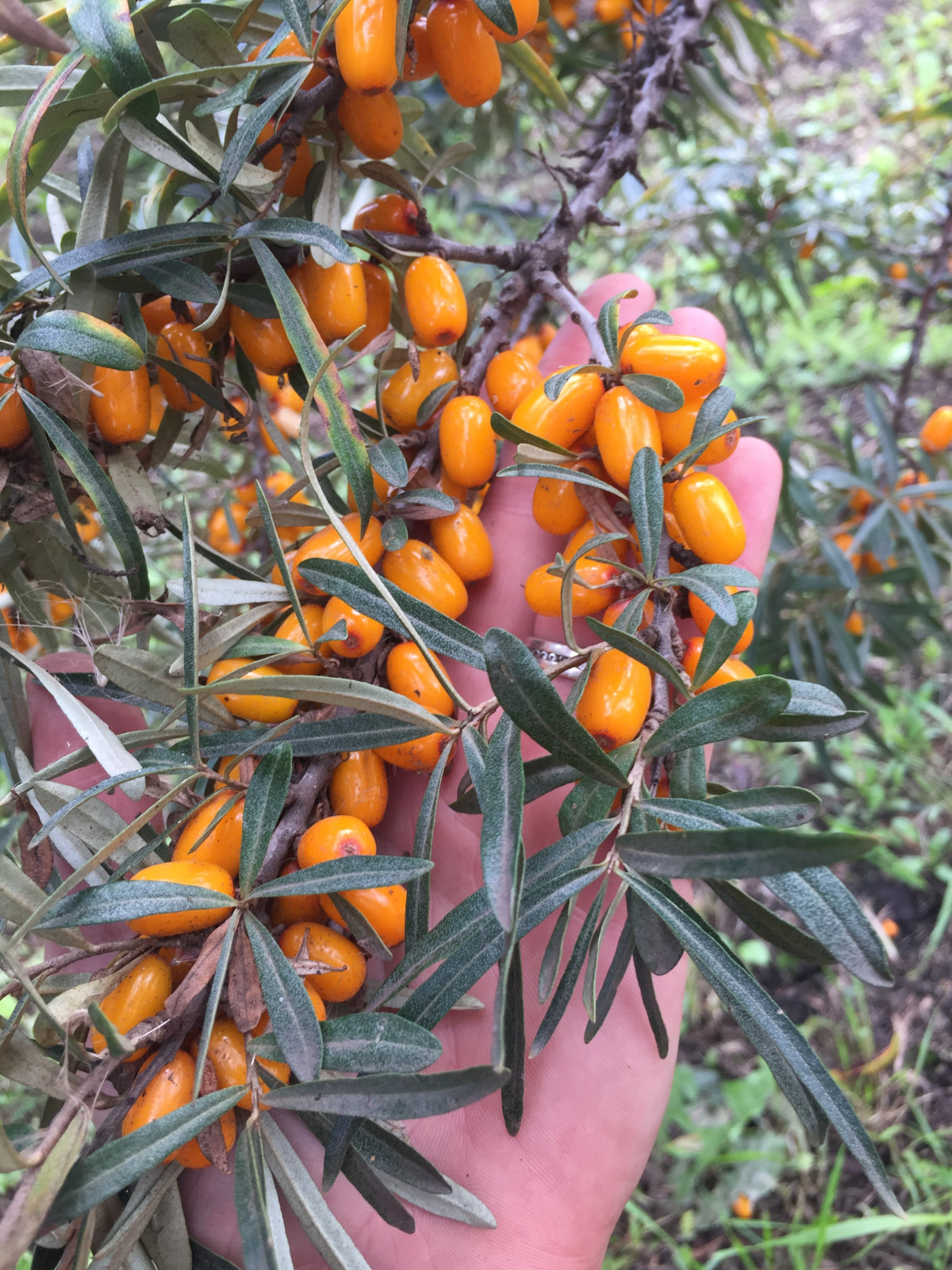 Обложка альбома: Сад_плоды