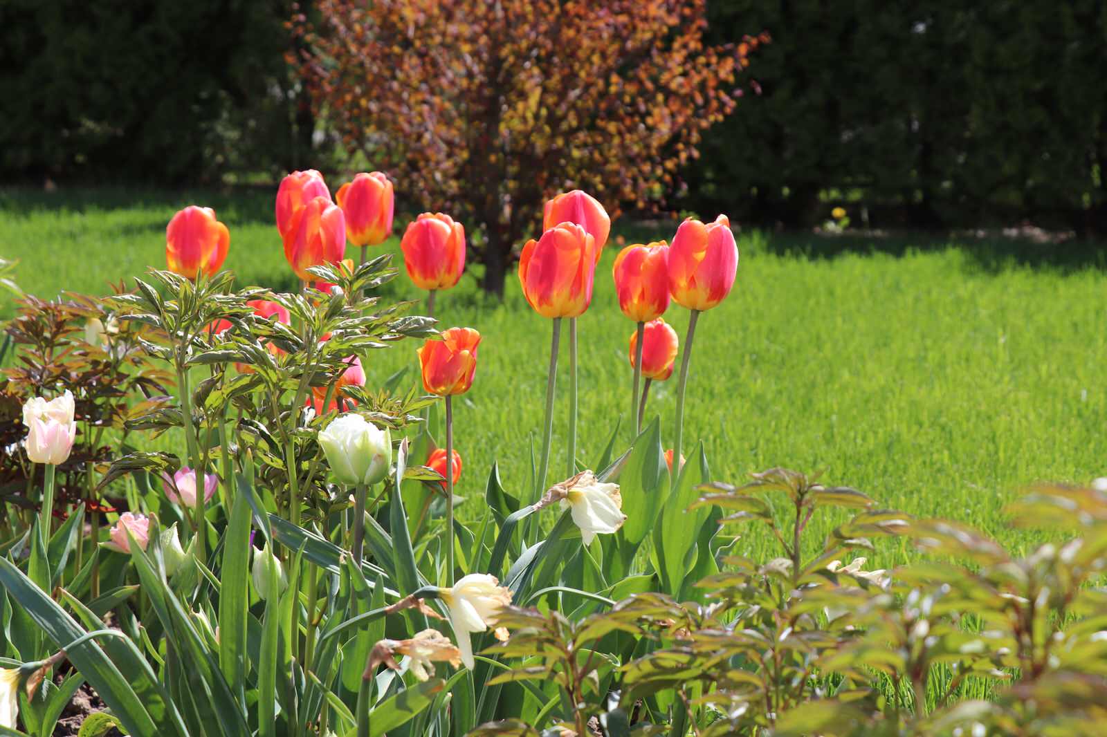 Обложка проекта: Весна 2020 Сосновые берега